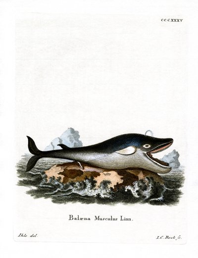 Balena azzurra da German School