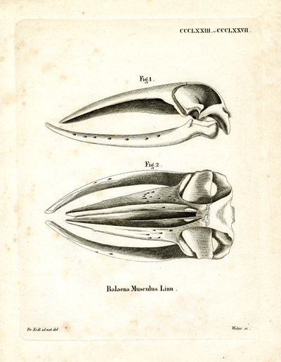 Teschio di balenottera azzurra da German School