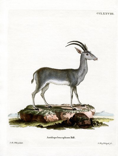 Bluebuck da German School
