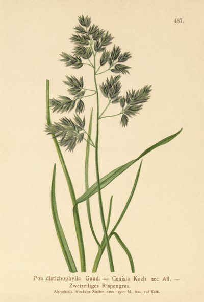 Poa distichophylla da German School