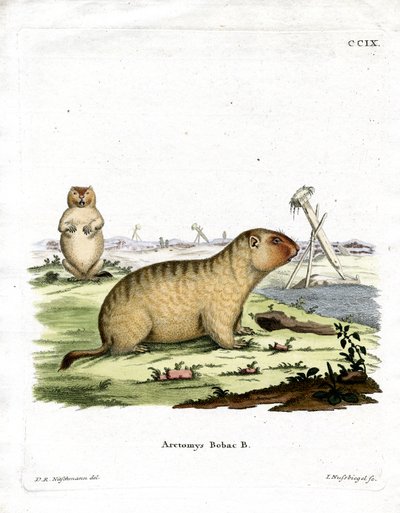 Marmotta bobac da German School