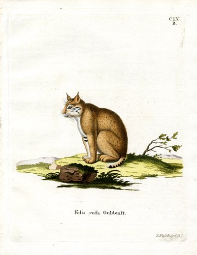 Lince rossa da German School
