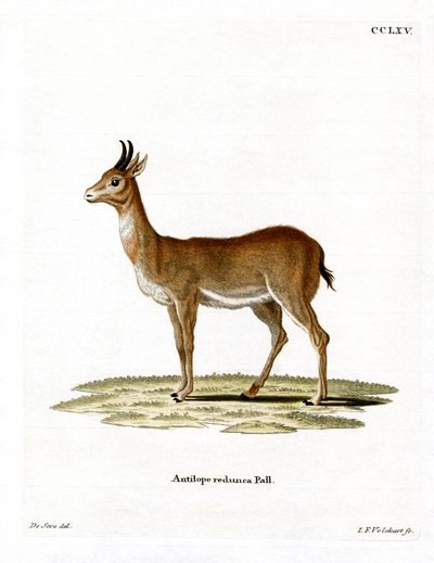 Reedbuck di Bohor da German School