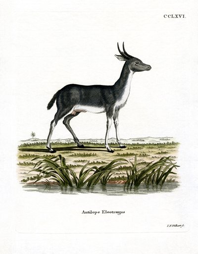 Reedbuck di Bohor da German School