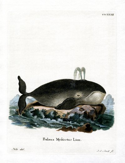 Balena della Groenlandia da German School