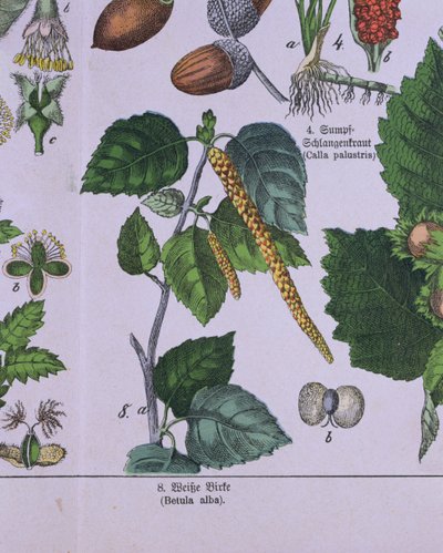 Ramo di Betulla Argentea, da un libro sul sistema di classificazione di Carolus Linnaeus di G.H. von Schubert da German School