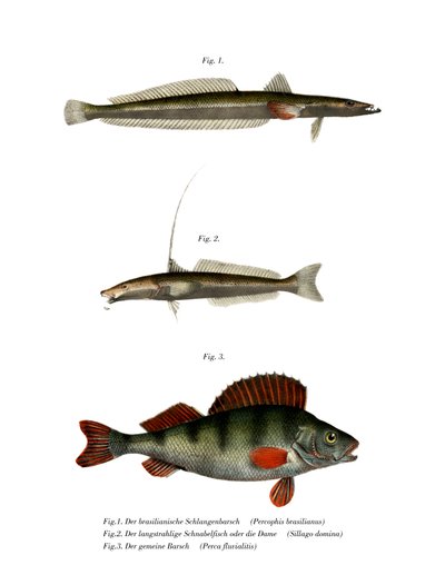 Pesce piatto brasiliano da German School