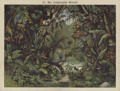 Foresta pluviale brasiliana da German School