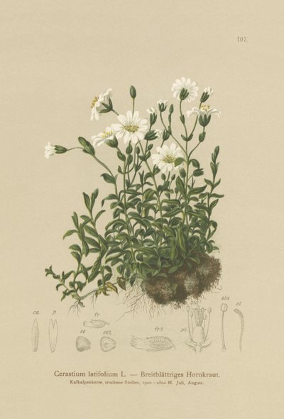 Cerastium latifolium da German School