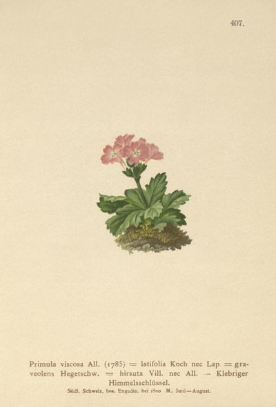 Primula a foglie larghe (Primula viscosa, Primula latifolia, Primula hirsuta) da German School