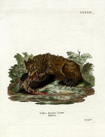 Orso bruno da German School