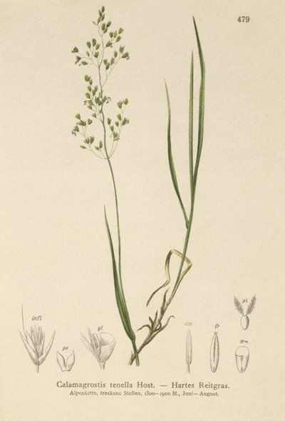 Agrostis schraderiana da German School