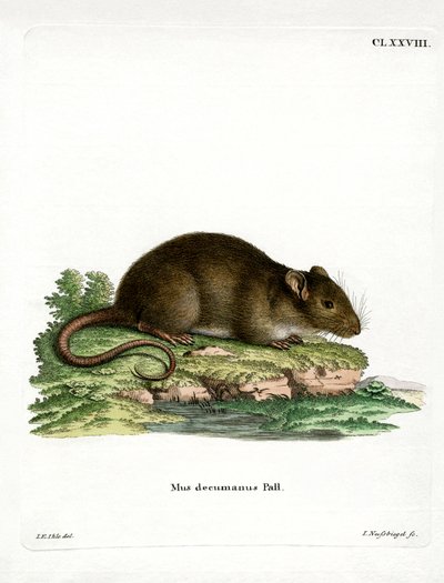 Ratto Marrone da German School
