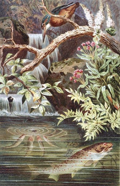 Trota fario, tavola da "Brehms Tierleben: Allgemeine Kunde des Tierreichs", vol.8, p.338, pubblicato da Bibliographisches Institut da German School