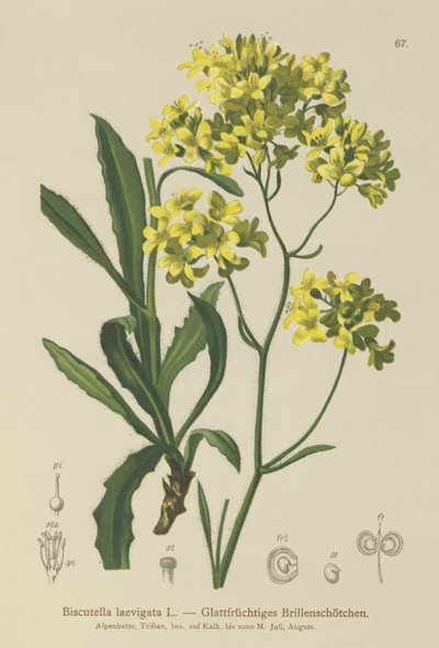 Biscutella laevigata da German School