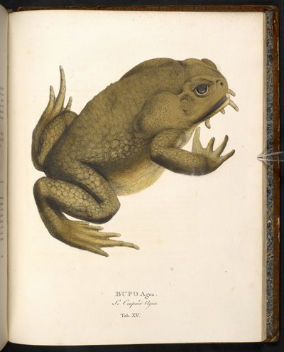 Bufo auga, il rospo della canna o rospo marino gigante, da 