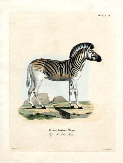 Zebra di Burchell da German School