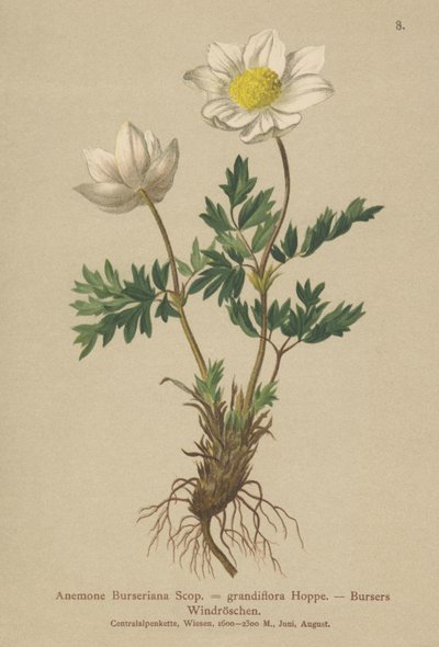 Anemone di Burser (Anemone Burseriana, Anemone grandiflora) da German School