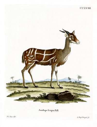 Bushbuck da German School
