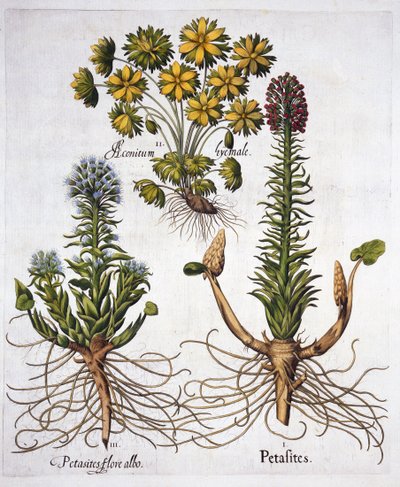 Farfaraccio e aconito invernale, da Hortus Eystettensis, di Basil Besler, pub. 1613 da German School