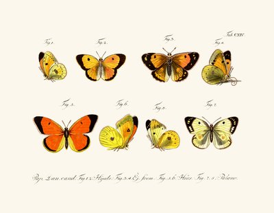 Farfalle, 1783-1806 da German School