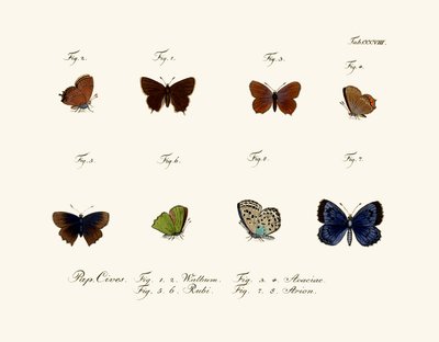 Farfalle, 1783-1806 da German School