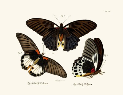Farfalle, 1783-1806 da German School