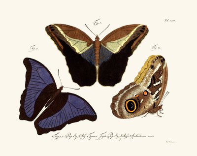 Farfalle, 1783-1806 da German School