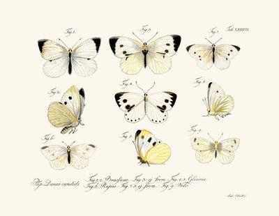 Farfalle, 1783-1806 da German School