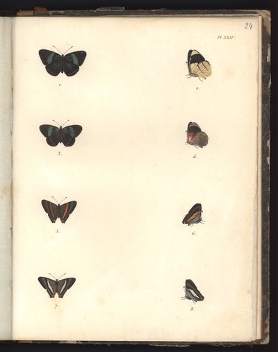 Farfalle, Pl. XXIV, illustrazione da Recueil d
