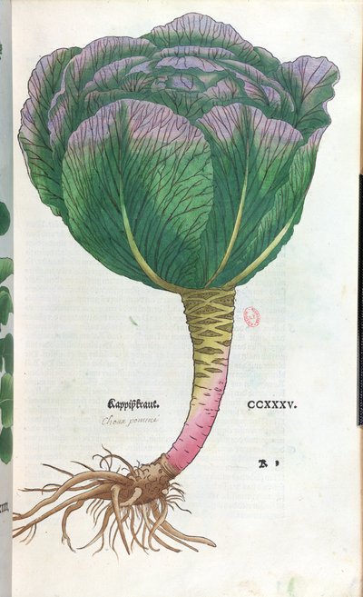 Cavolo, tavola botanica da German School