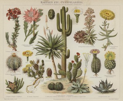 Cactus e succulente da German School