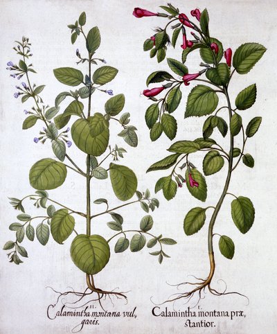 Calaminta, da Hortus Eystettensis, di Basil Besler, pub. 1613 da German School