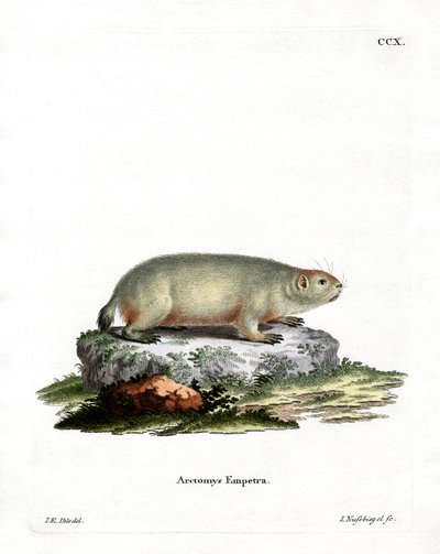 Marmotta Canadese da German School