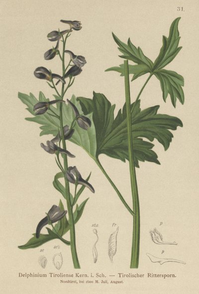 Speronella (Delphinium elatum, Delphinium tiroliense) da German School