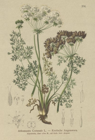 Carota candita (Athamanta Cretensis) da German School