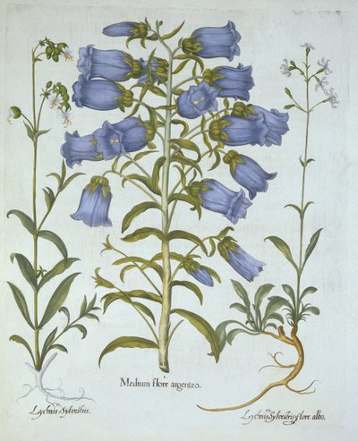 Campanule, Silene bianca, Silene di Nottingham, da Hortus Eystettensis, di Basil Besler, pub. 1613 da German School