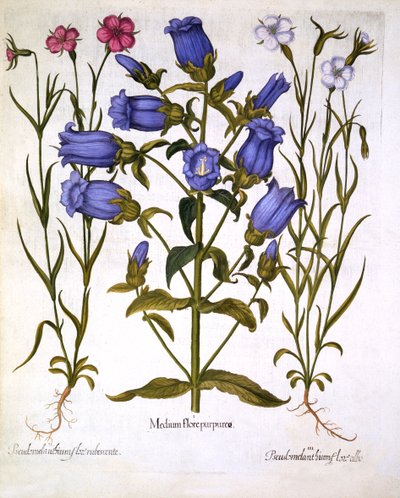 Campanule e agrostemma, da Hortus Eystettensis, di Basil Besler, pub. 1613 da German School