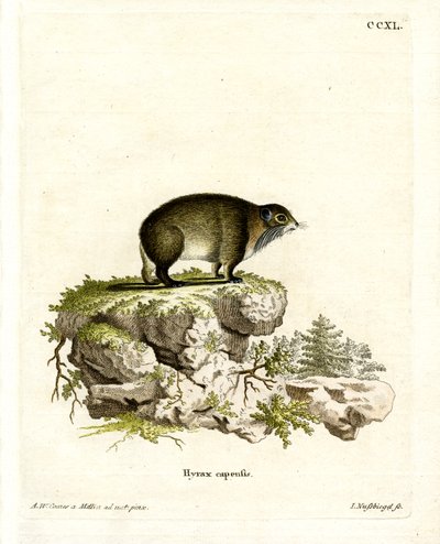 Procavia del Capo da German School