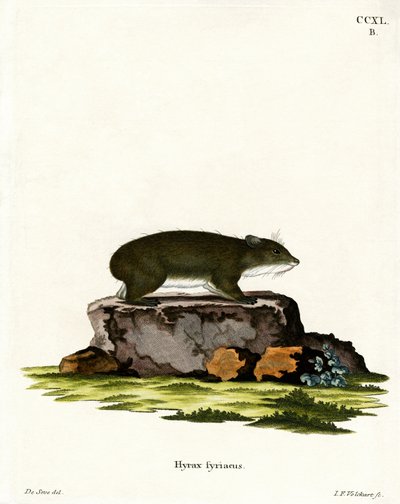Procavia del Capo da German School