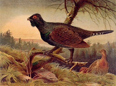 Gallo cedrone, tavola da Brehms Tierleben: Allgemeine Kunde des Tierreichs, vol.5, p.474, pubblicato da Bibliographisches Institut da German School