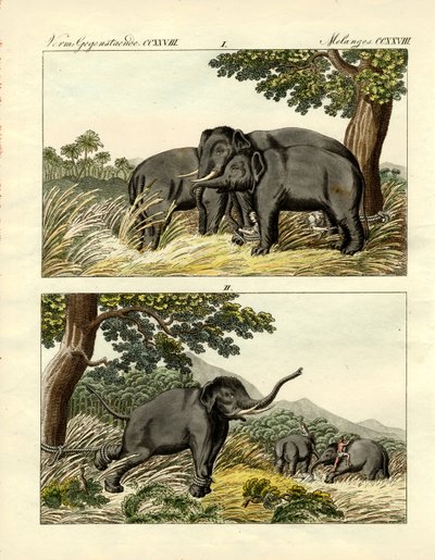 Cattura di elefanti con elefante esca da German School