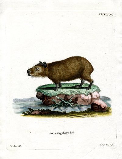 Capibara da German School