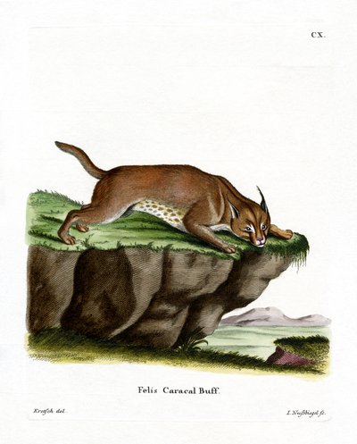 Caracal da German School