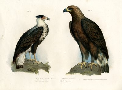 Caracara da German School