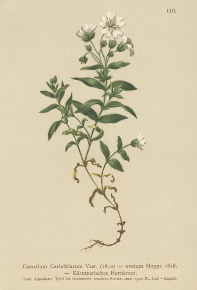 Orecchio di topo carinziano (Cerastium carinthiacum, Cerastium ovatum) da German School