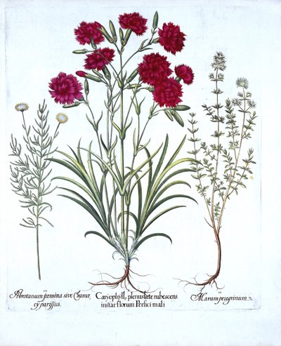 Garofano, timo gattino e lavanda comune, da Hortus Eystettensis, di Basil Besler, pub. 1613 da German School