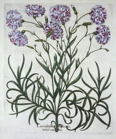 Garofano, da Hortus Eystettensis, di Basil Besler, pub. 1613 da German School