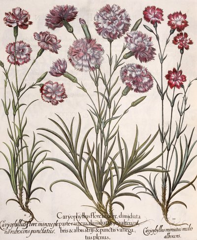 Garofani, dal Hortus Eystettensis di Basil Besler, pub. 1613 da German School
