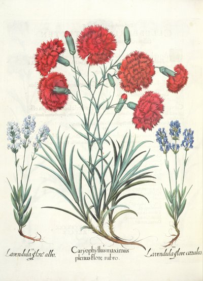 Garofani e Lavanda, dal Hortus Eystettensis di Basil Besler, pub. 1613 da German School